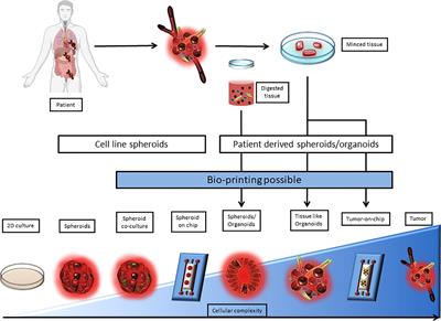 3D Tumor Models and Their Use for the Testing of Immunotherapies